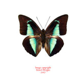 Prepona lycomedes (Peru)